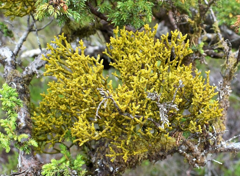 Arceuthobium azoricum photo 3