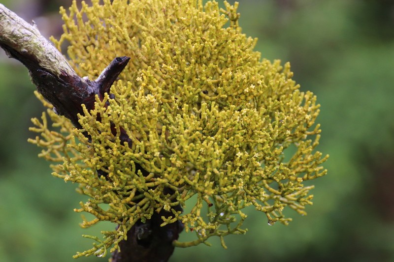 Arceuthobium azoricum photo 4