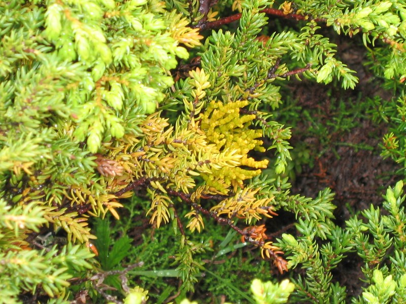 Arceuthobium azoricum photo 5