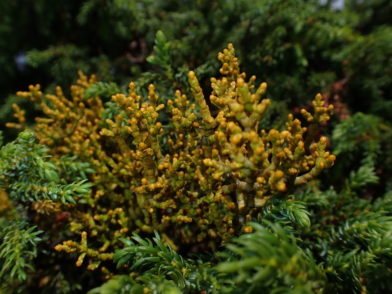 Arceuthobium azoricum photo 6
