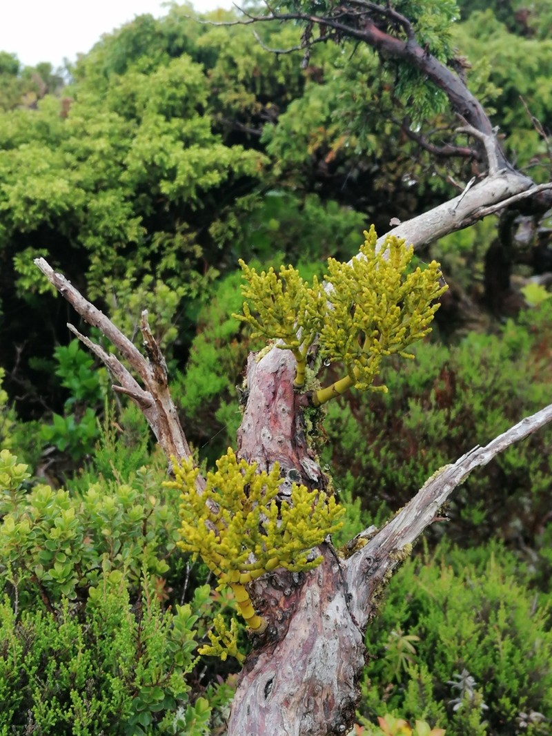 Arceuthobium azoricum photo 7