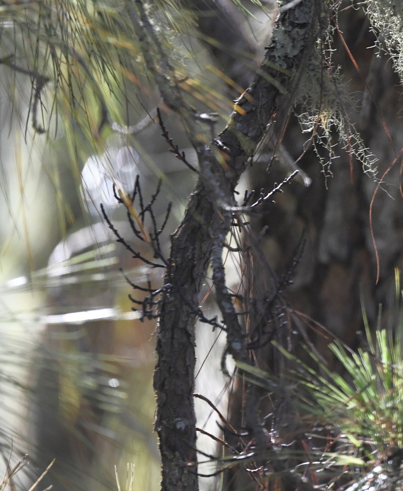 Arceuthobium bicarinatum photo 2