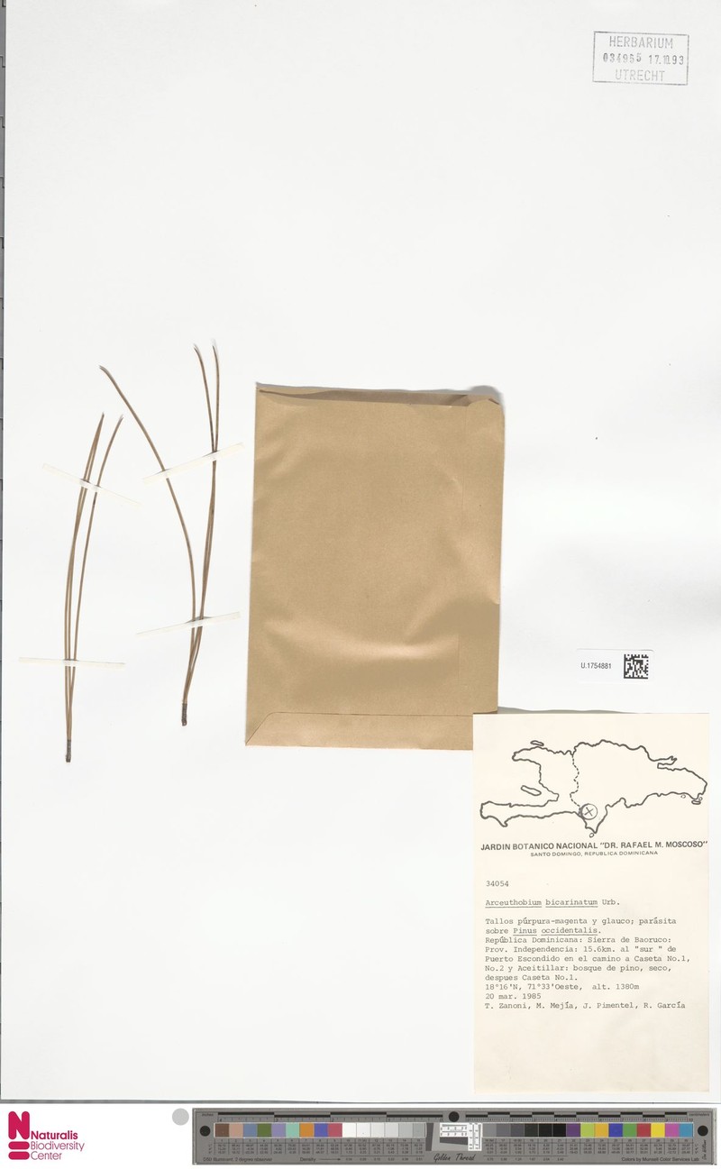 Arceuthobium bicarinatum photo 3