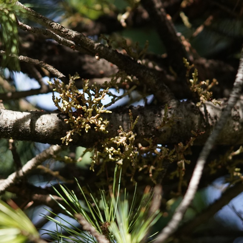Southwestern White Pine Dwarf Mistletoe