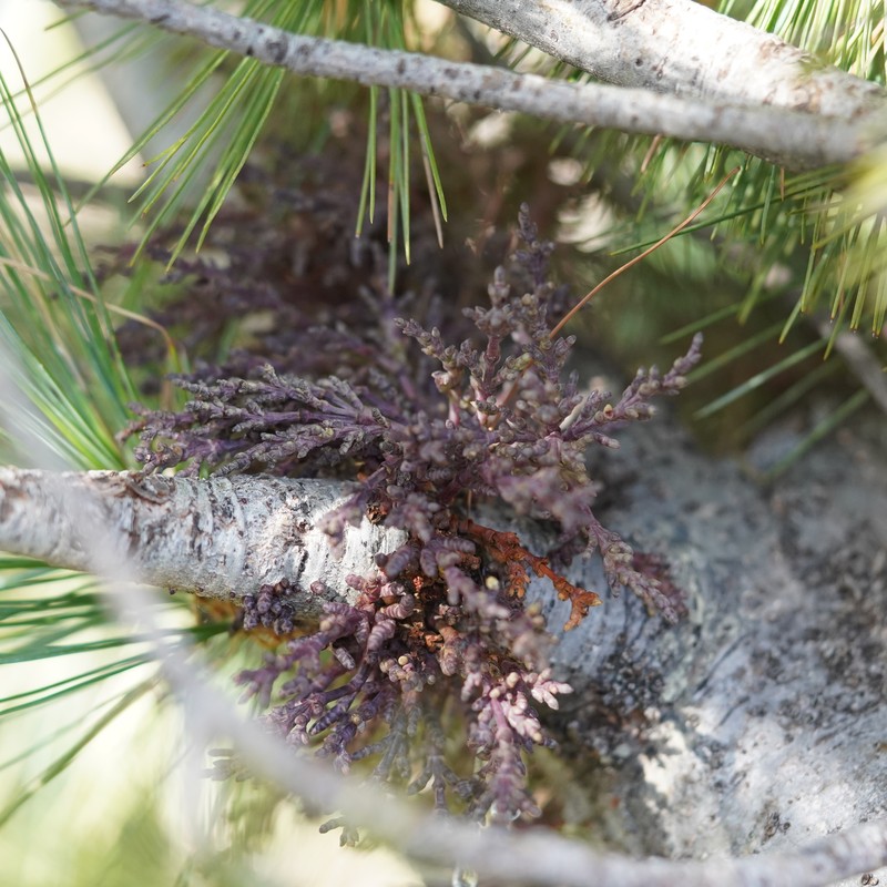 Southwestern White Pine Dwarf Mistletoe photo 2