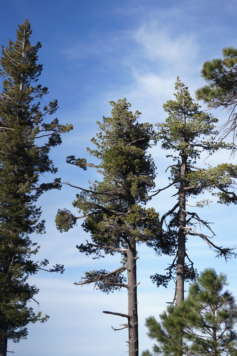 Southwestern White Pine Dwarf Mistletoe photo 3
