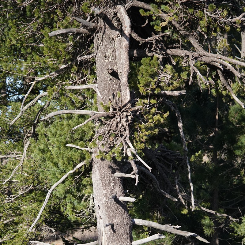 Southwestern White Pine Dwarf Mistletoe photo 4