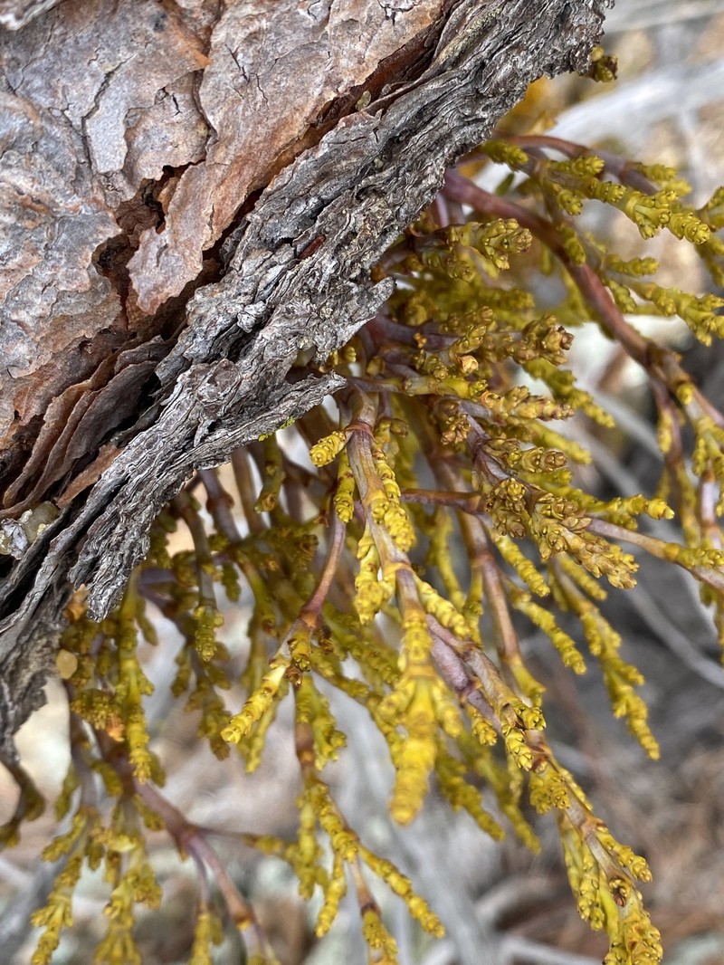 Southwestern White Pine Dwarf Mistletoe photo 5