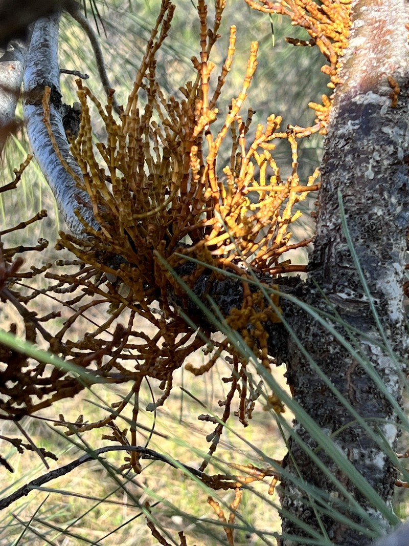 Southwestern White Pine Dwarf Mistletoe photo 6