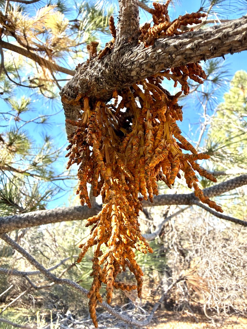 Southwestern White Pine Dwarf Mistletoe photo 7