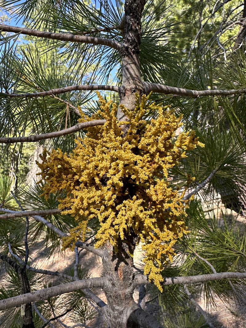 Sugar Pine Dwarf Mistletoe