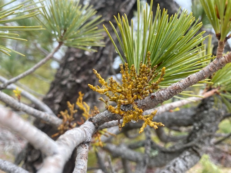 Sugar Pine Dwarf Mistletoe photo 2