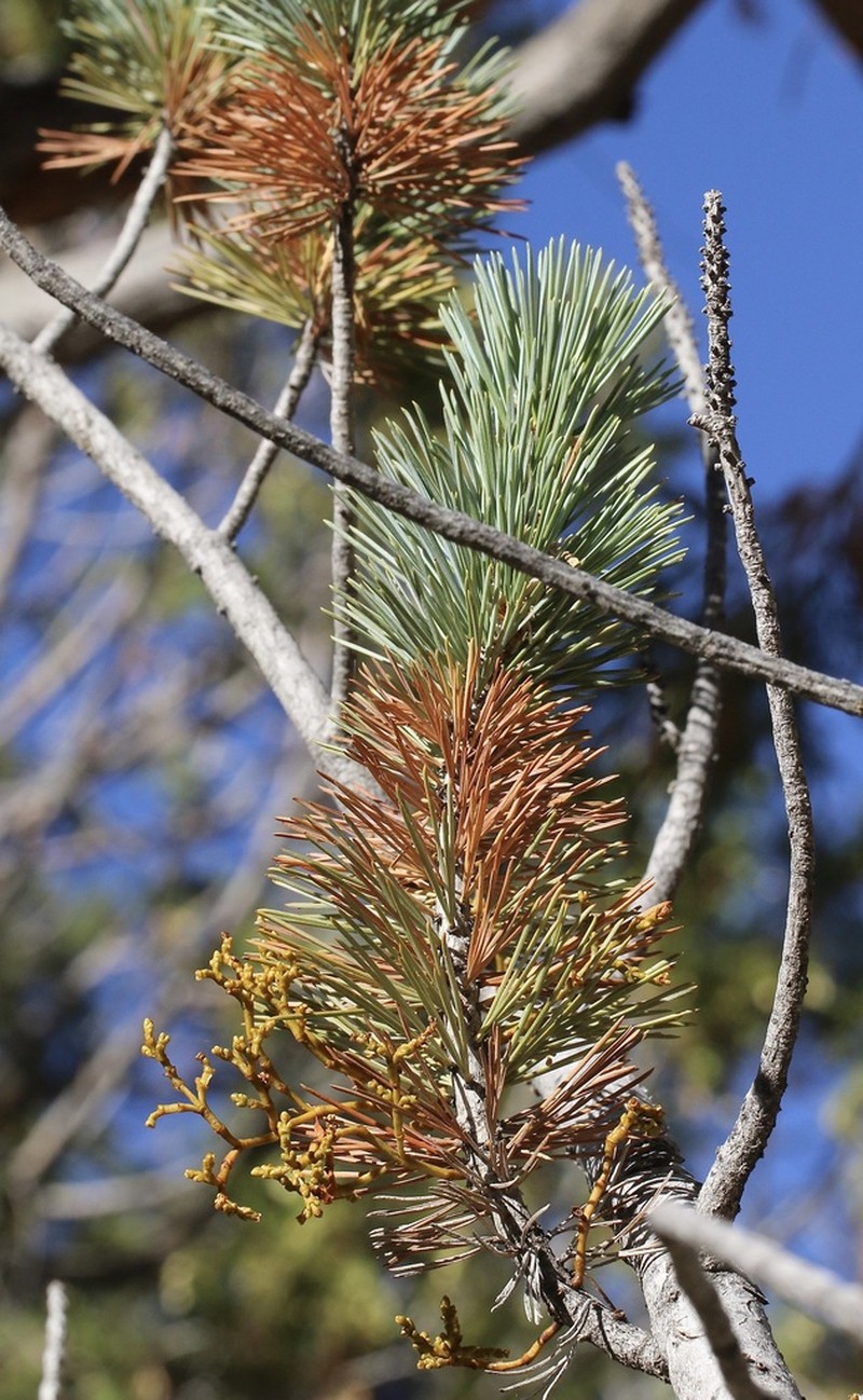 Sugar Pine Dwarf Mistletoe photo 3