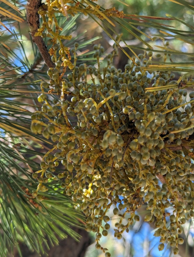 Sugar Pine Dwarf Mistletoe photo 4