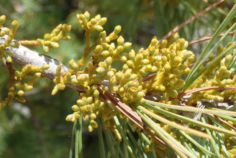Sugar Pine Dwarf Mistletoe photo 5
