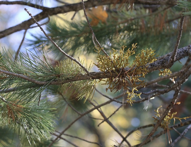 Sugar Pine Dwarf Mistletoe photo 6