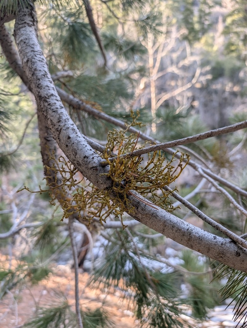 Sugar Pine Dwarf Mistletoe photo 7