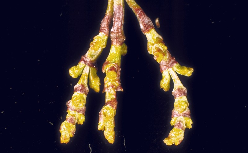 Western Dwarf Mistletoe