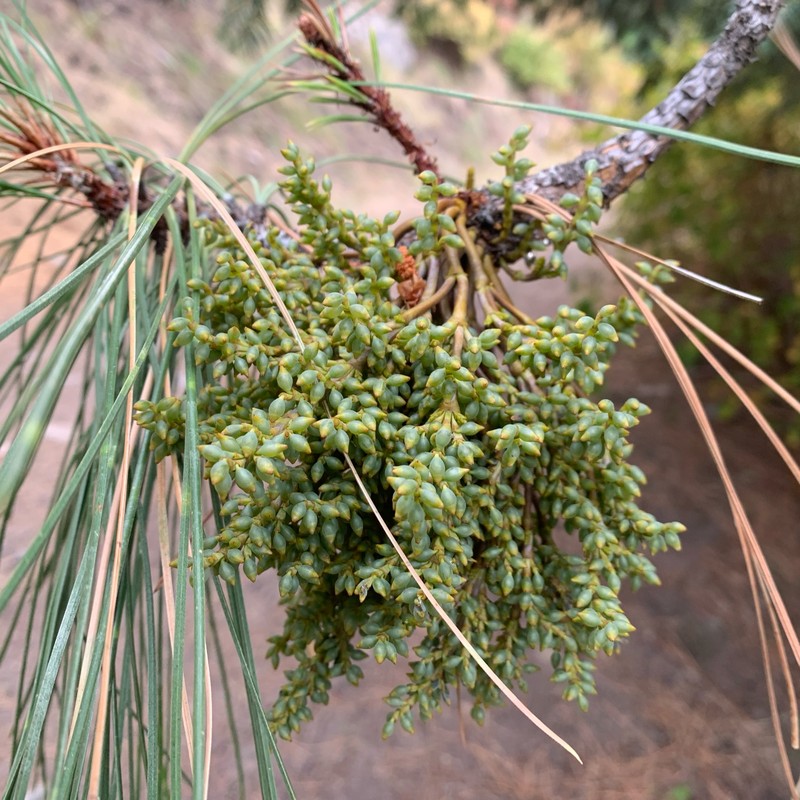 Western Dwarf Mistletoe photo 2