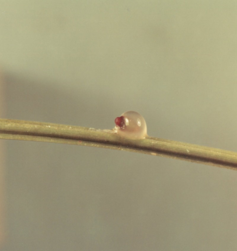 Western Dwarf Mistletoe photo 3
