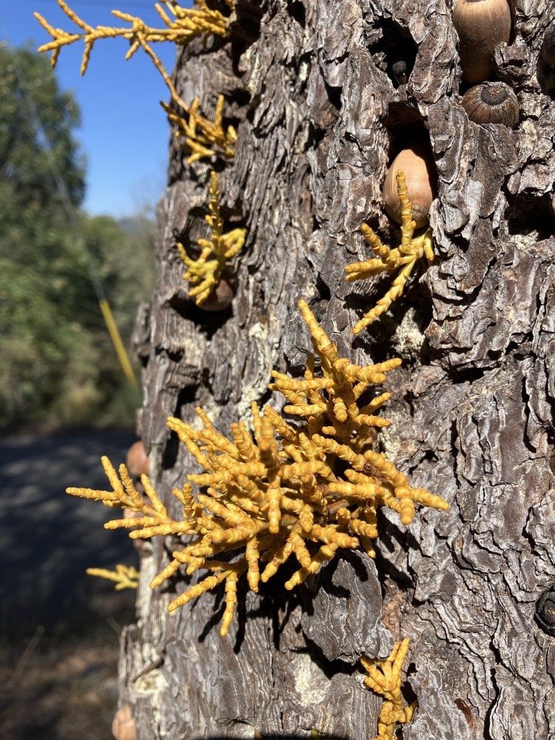 Western Dwarf Mistletoe photo 4