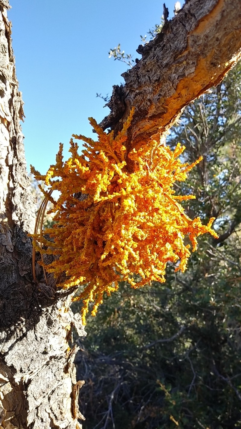Western Dwarf Mistletoe photo 5