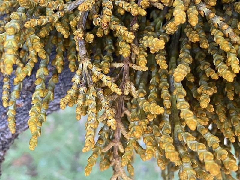 Western Dwarf Mistletoe photo 6
