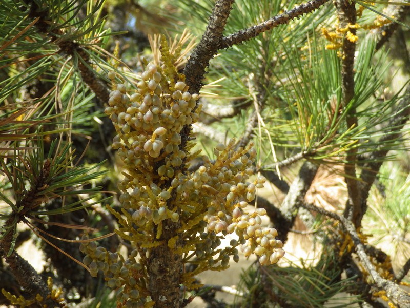 Western Dwarf Mistletoe photo 7