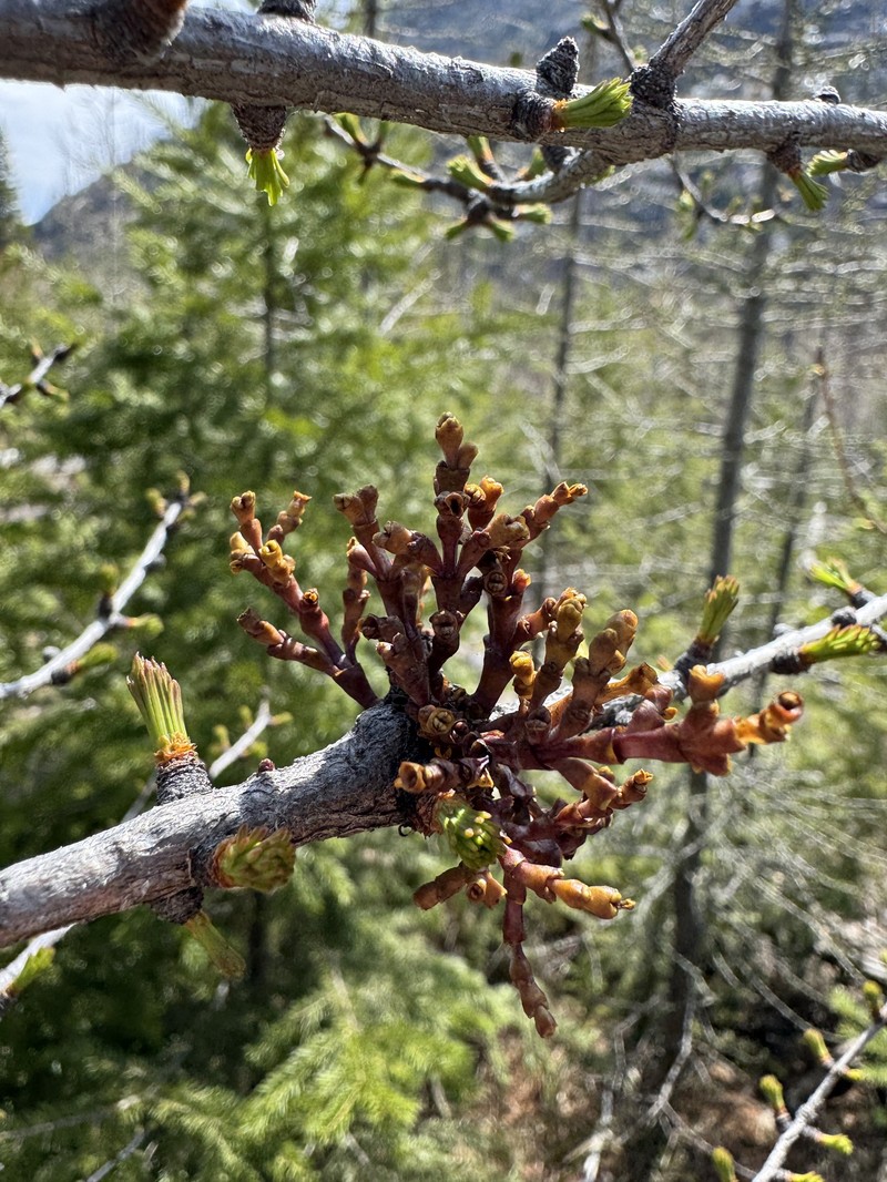 Larch Dwarf Mistletoe