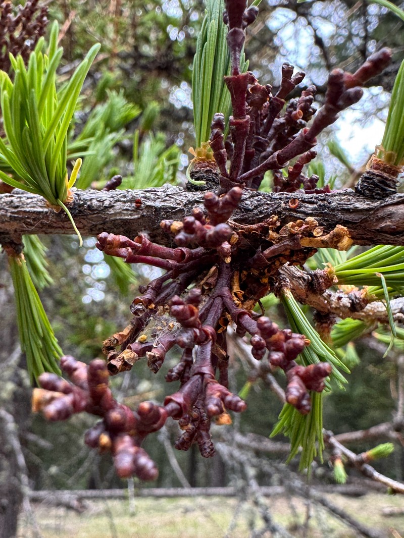 Larch Dwarf Mistletoe photo 2