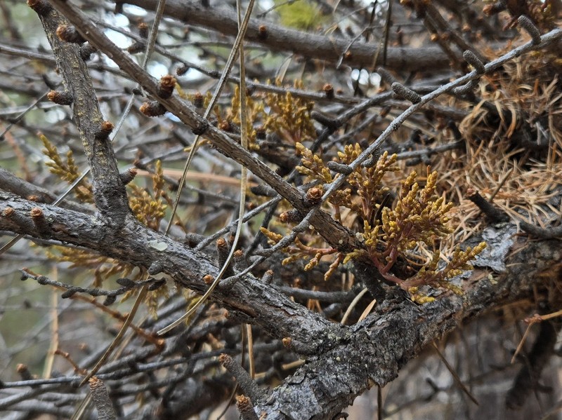 Larch Dwarf Mistletoe photo 3