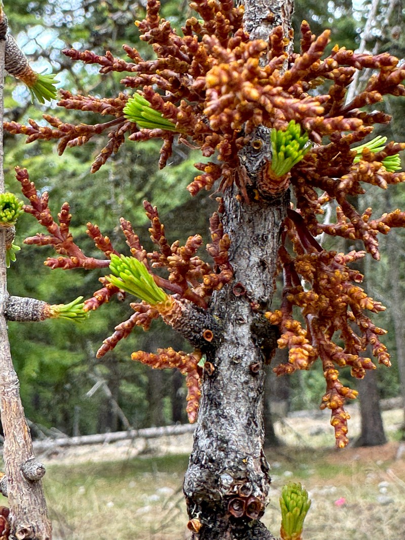 Larch Dwarf Mistletoe photo 4