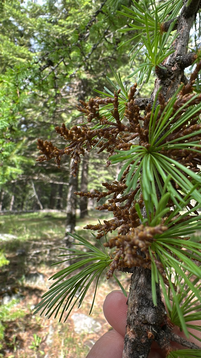 Larch Dwarf Mistletoe photo 5