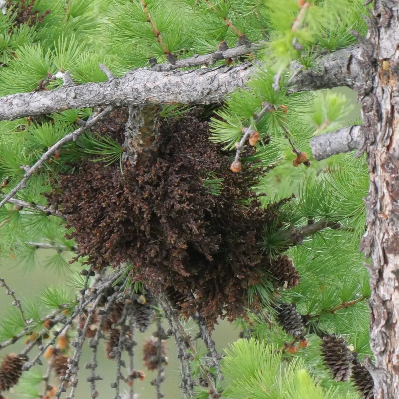 Larch Dwarf Mistletoe photo 6
