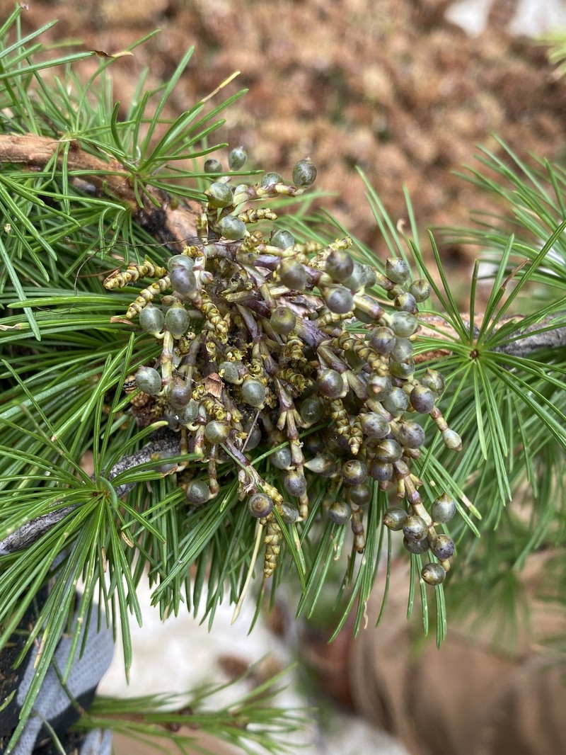 Larch Dwarf Mistletoe photo 7