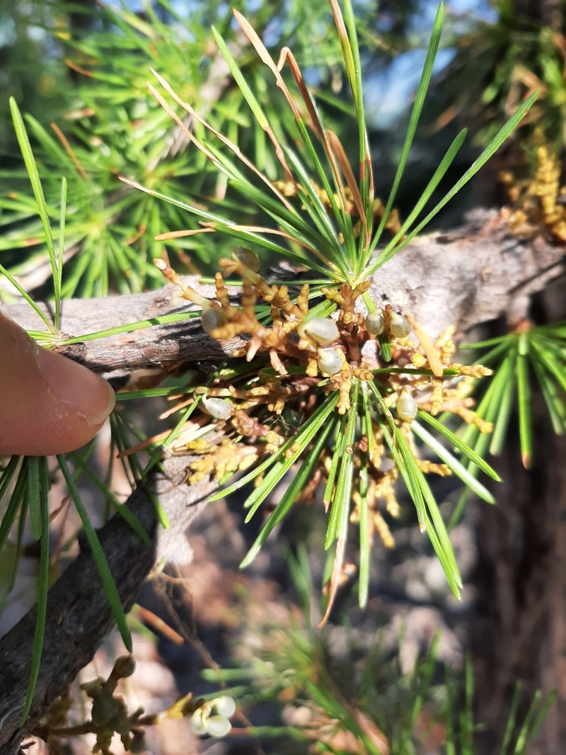 Larch Dwarf Mistletoe photo 8