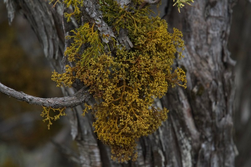 Arceuthobium chinense