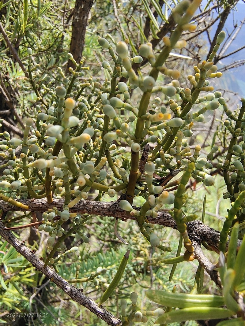 Arceuthobium chinense photo 2