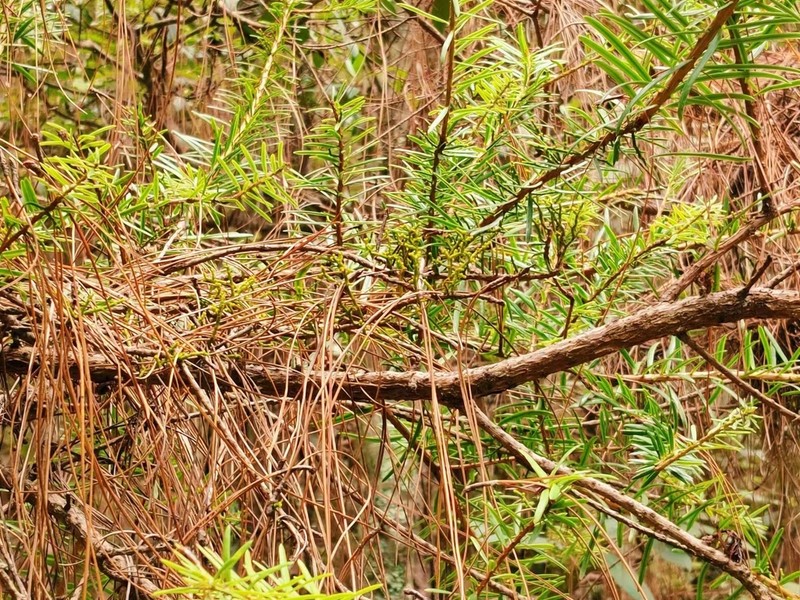 Arceuthobium chinense photo 4