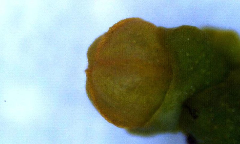 Arceuthobium chinense photo 7