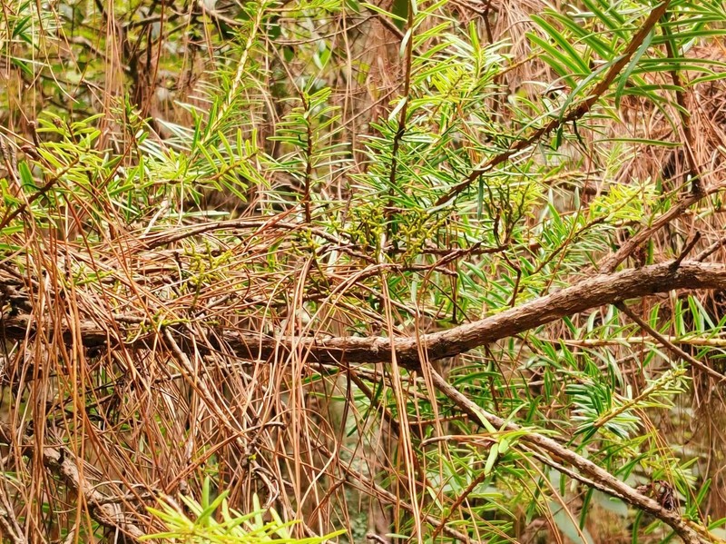 Arceuthobium chinense photo 8