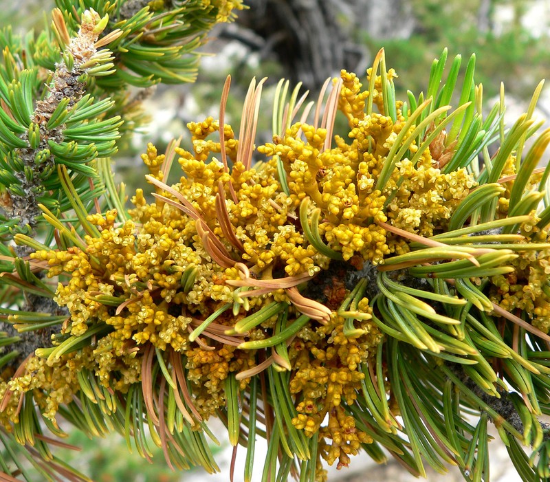 Limber Pine Dwarf Mistletoe