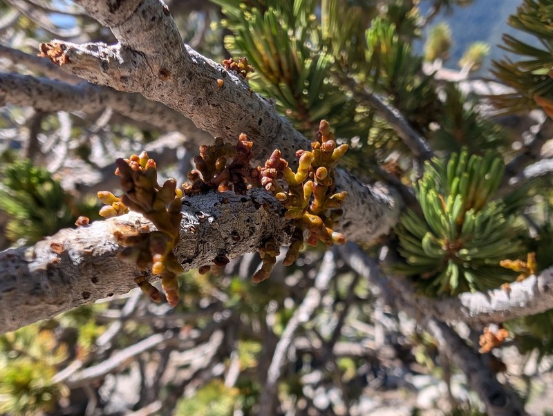 Limber Pine Dwarf Mistletoe