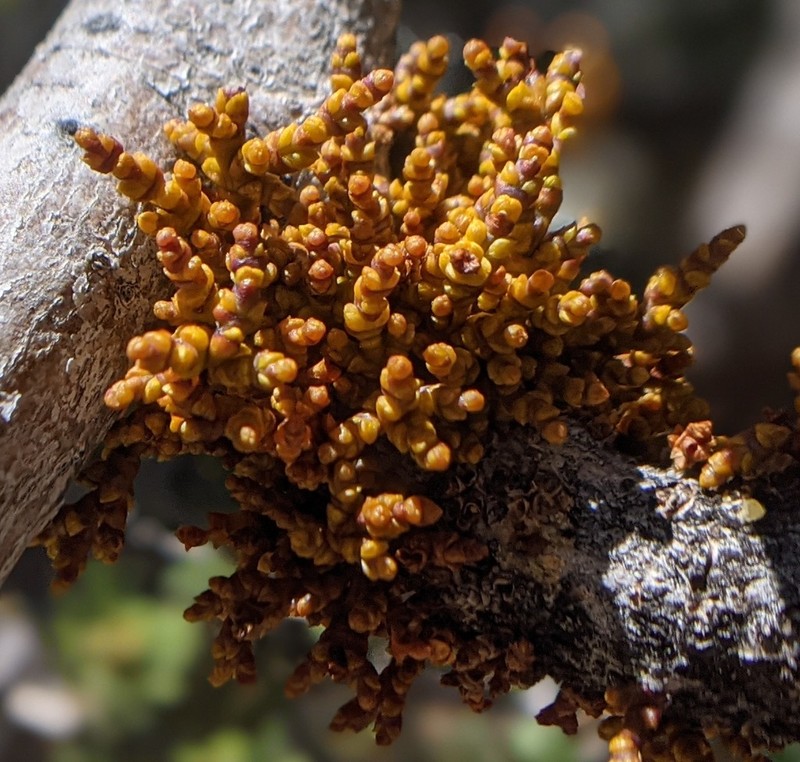 Limber Pine Dwarf Mistletoe photo 2