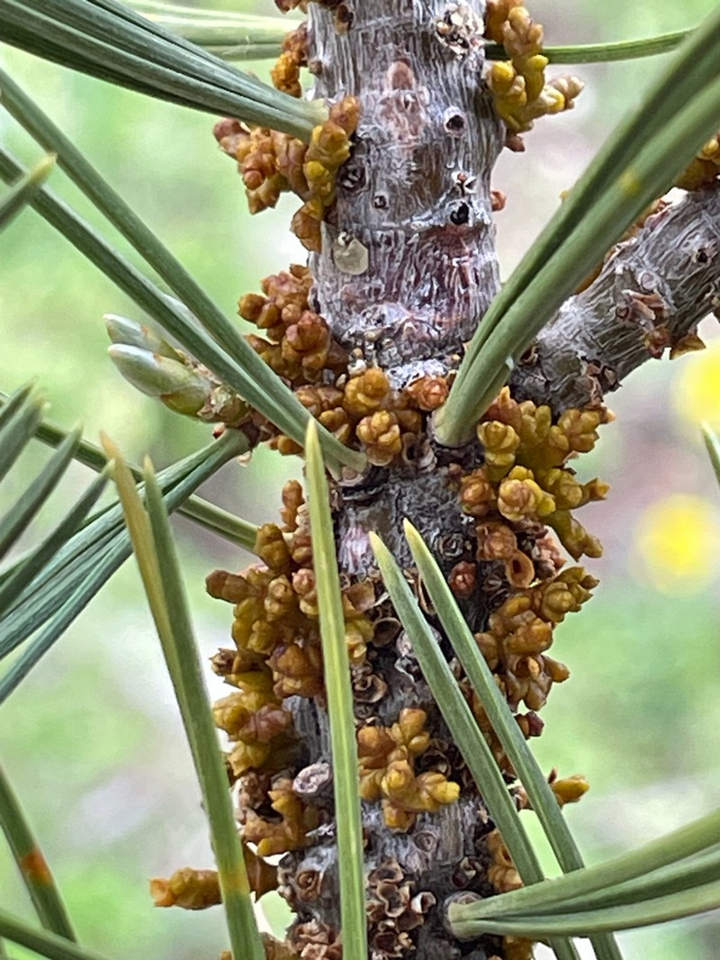 Limber Pine Dwarf Mistletoe photo 3