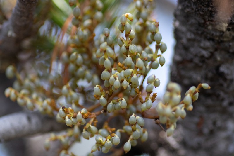 Limber Pine Dwarf Mistletoe photo 4