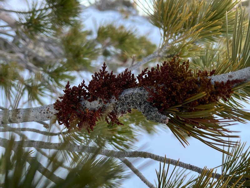 Limber Pine Dwarf Mistletoe photo 5