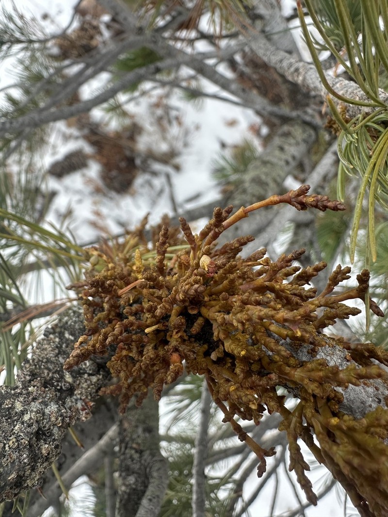 Limber Pine Dwarf Mistletoe photo 6
