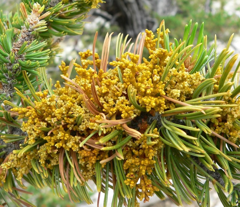 Limber Pine Dwarf Mistletoe photo 7