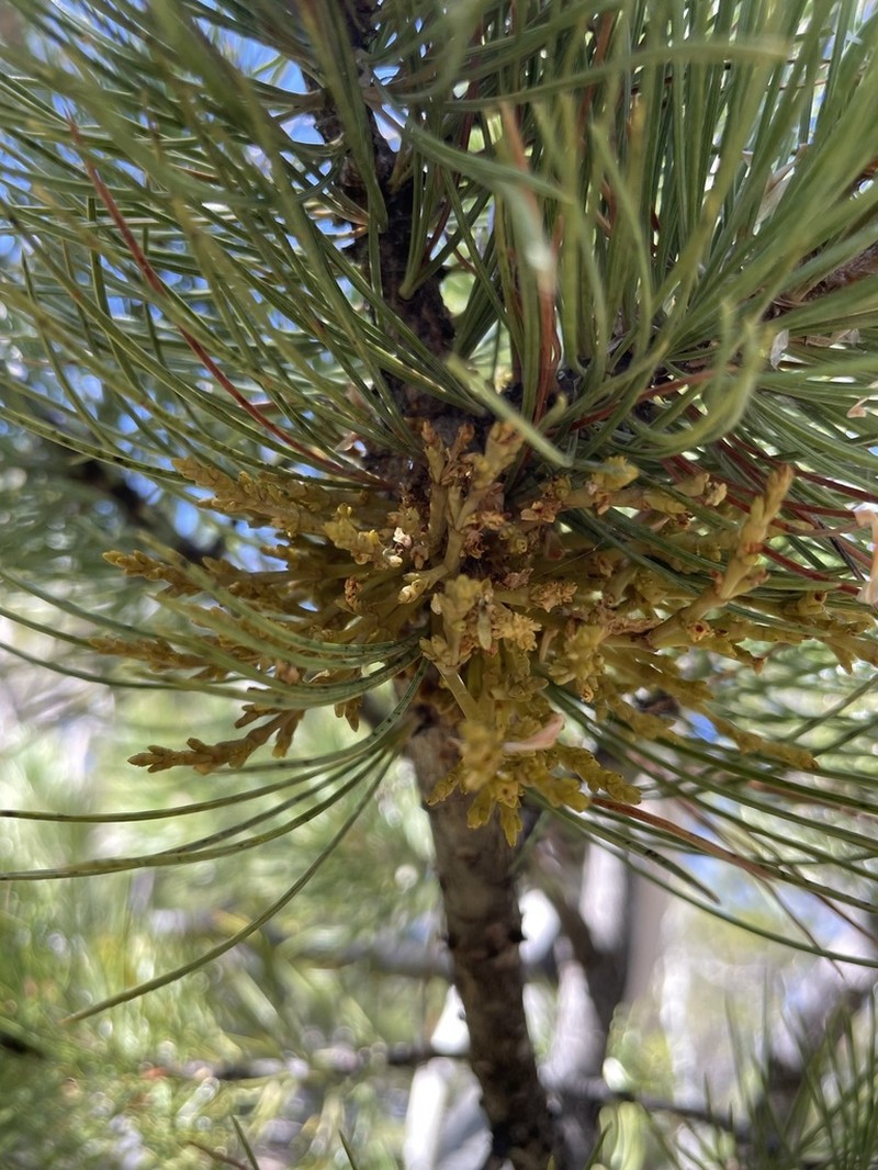 Limber Pine Dwarf Mistletoe photo 8
